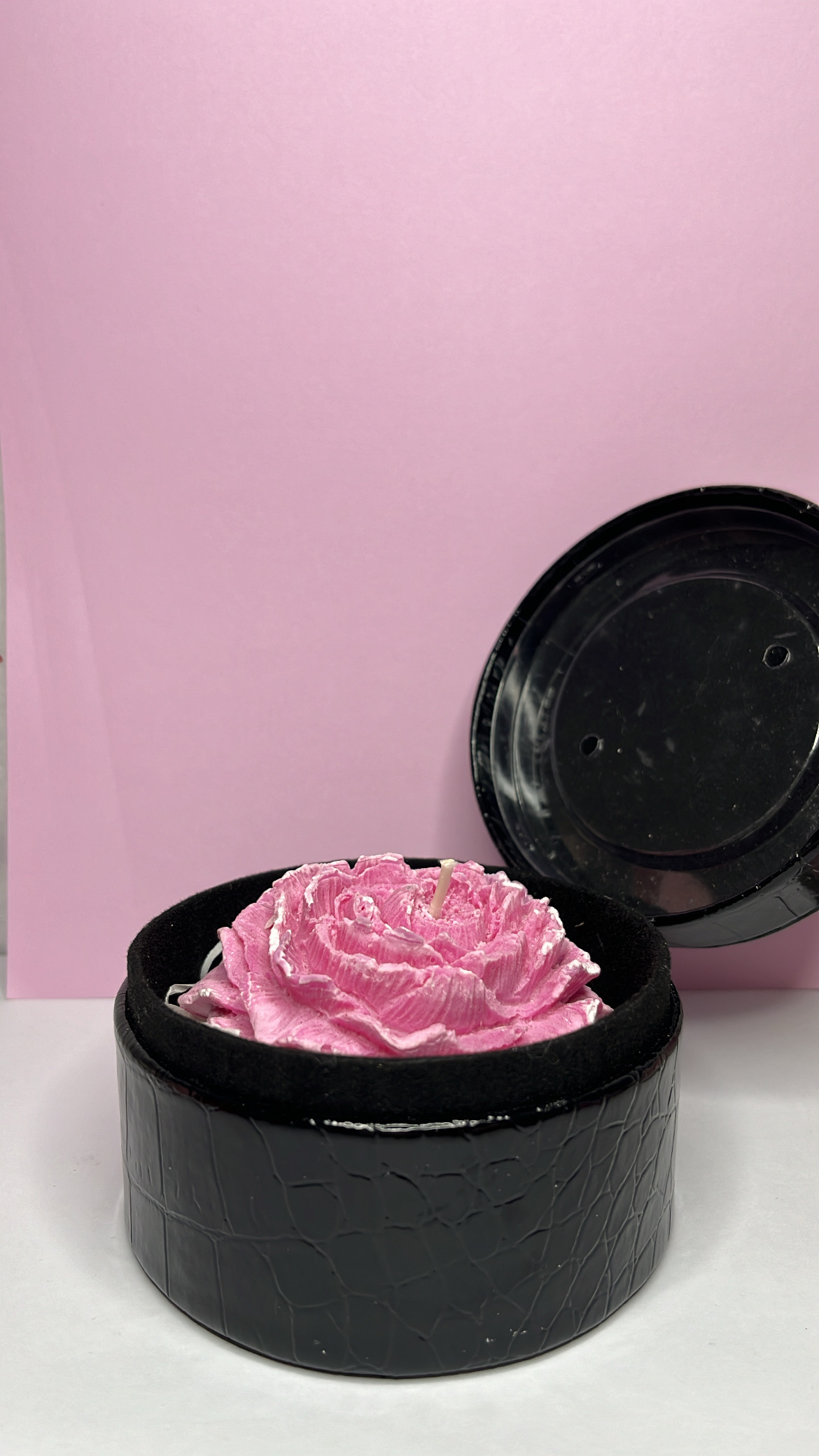 Camélia rose blanc dans boîte