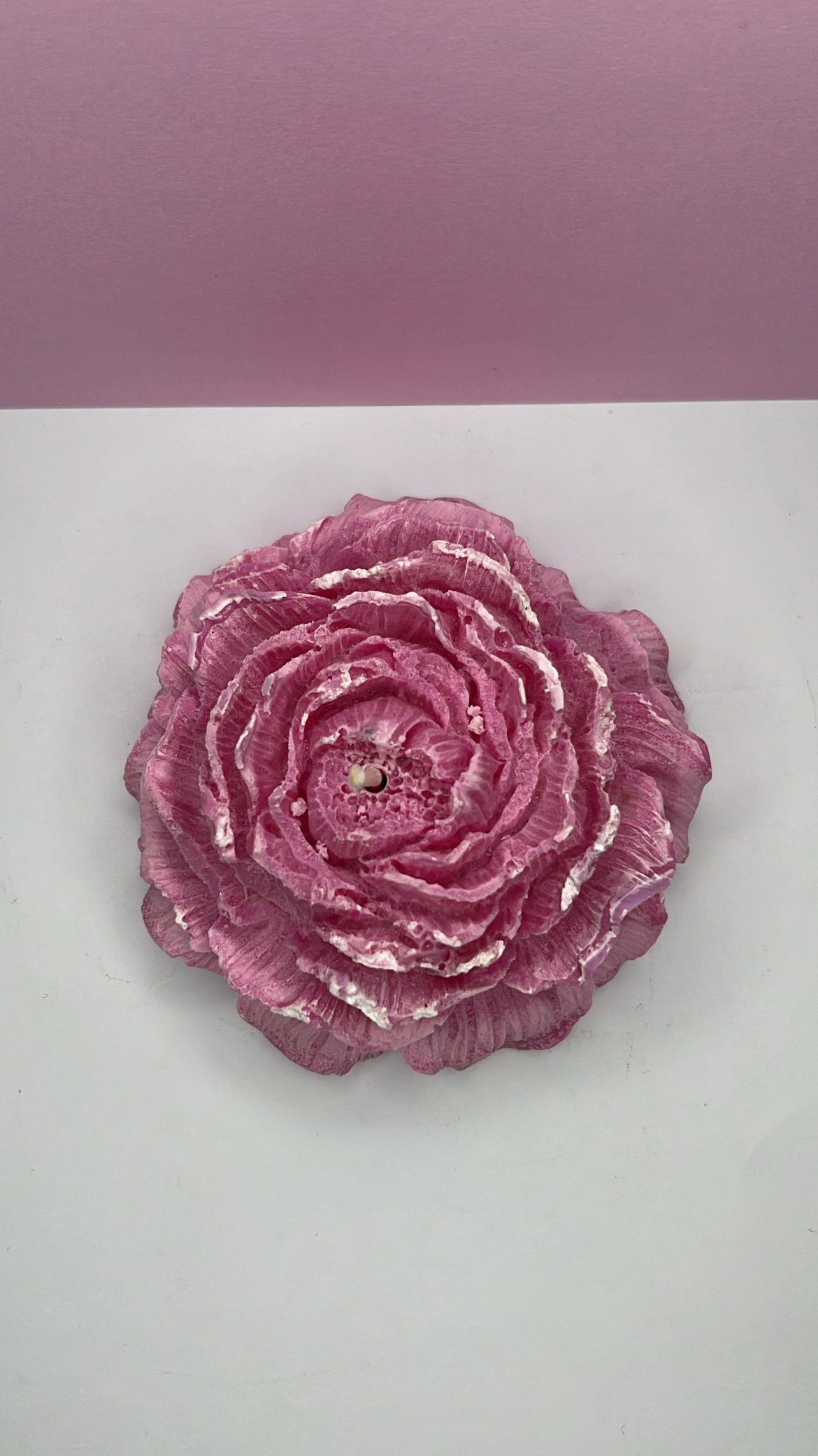 Camélia rose blanc vu de haut