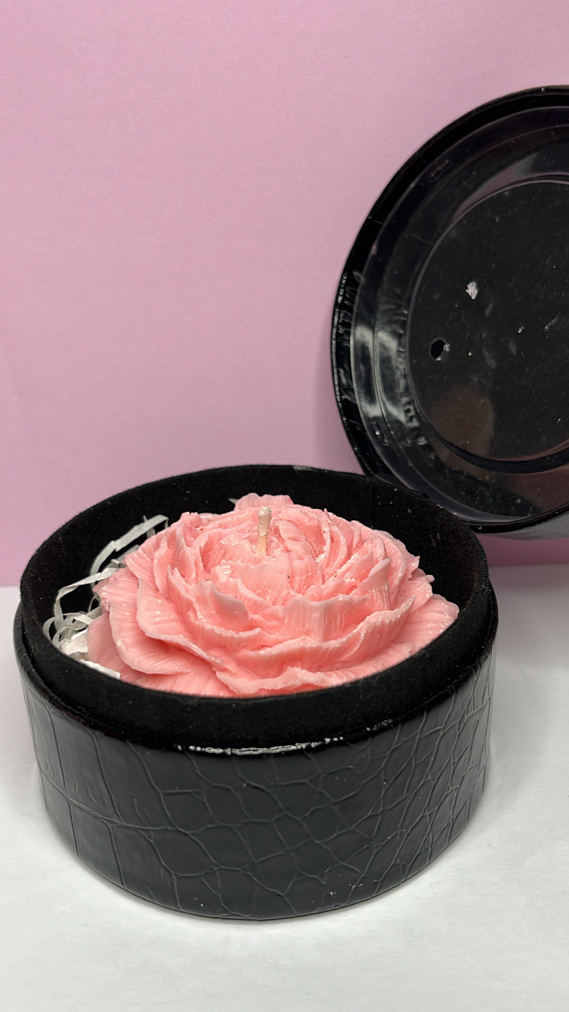 Camélia rose pale dans boîte