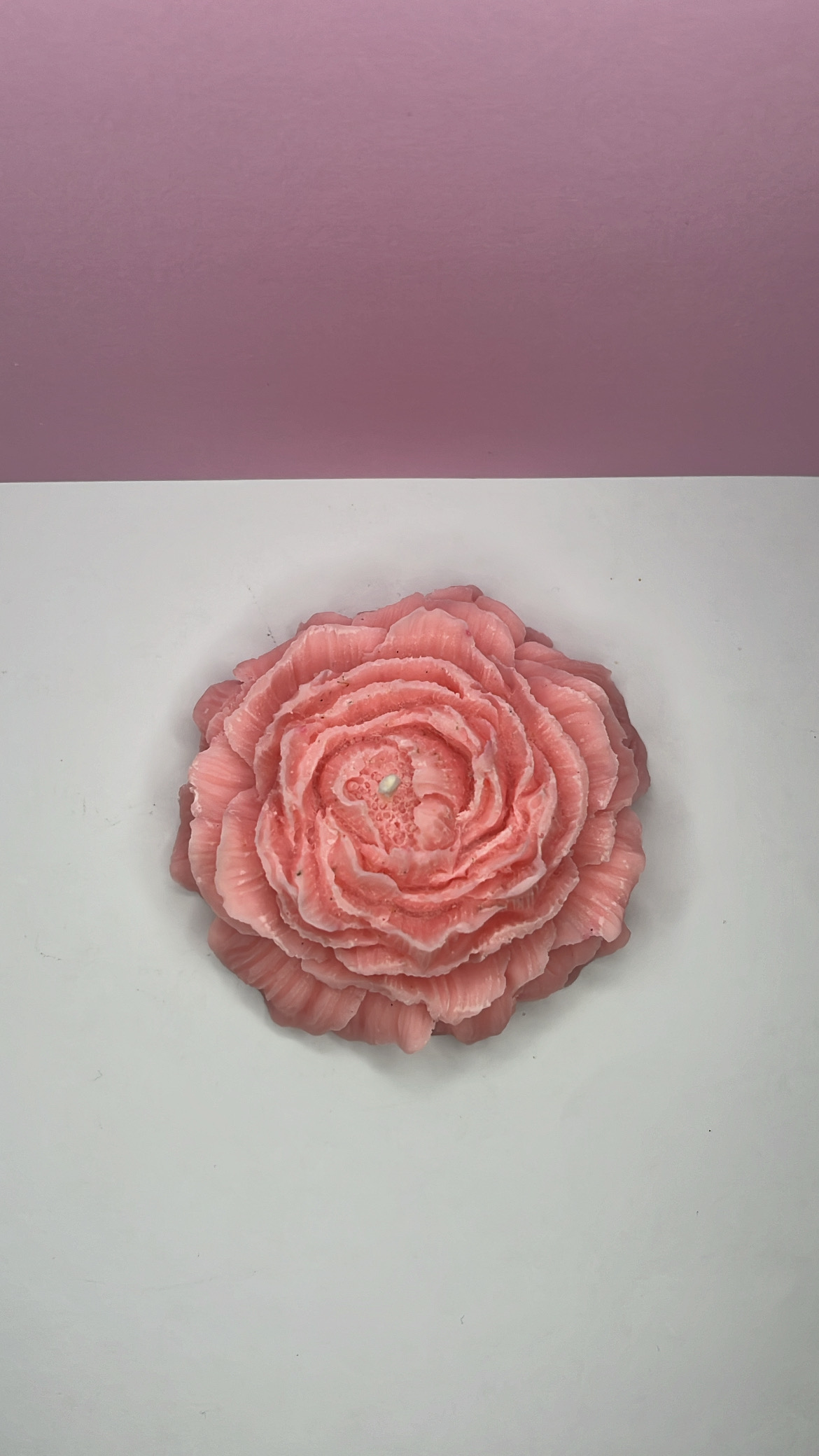 Camélia rose pâle vu de haut