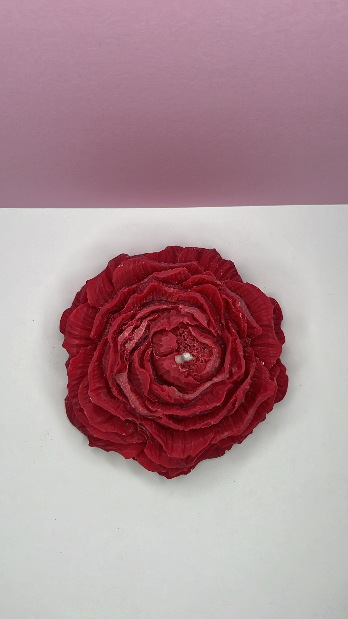 Camélia rouge vu de haut